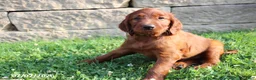 Irish Setter dogs for sale: Moe - Ad 3