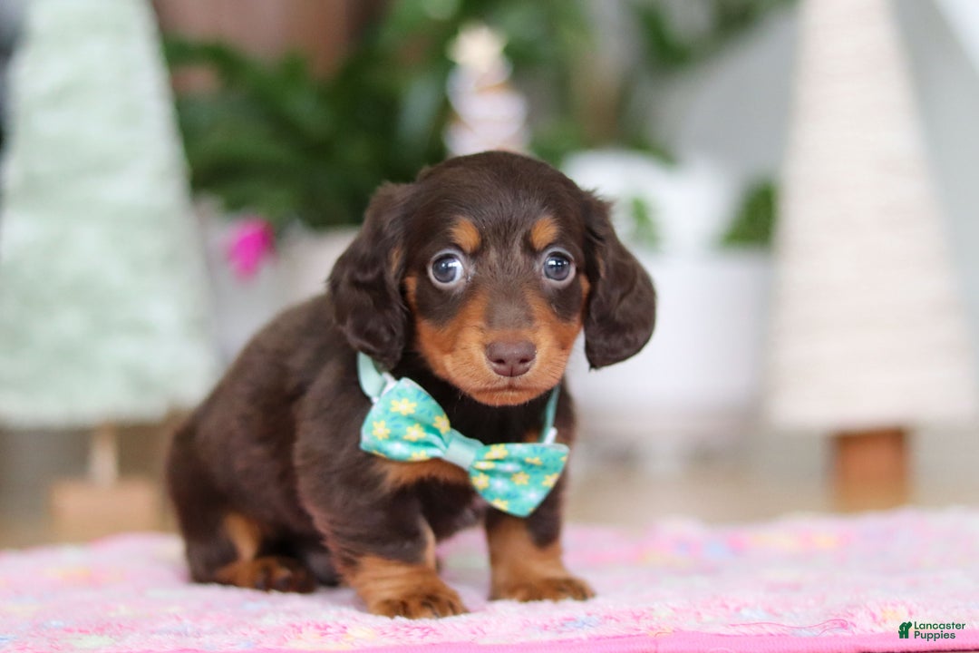 Miniature Dachshund dogs for sale: Robin - Ad 7