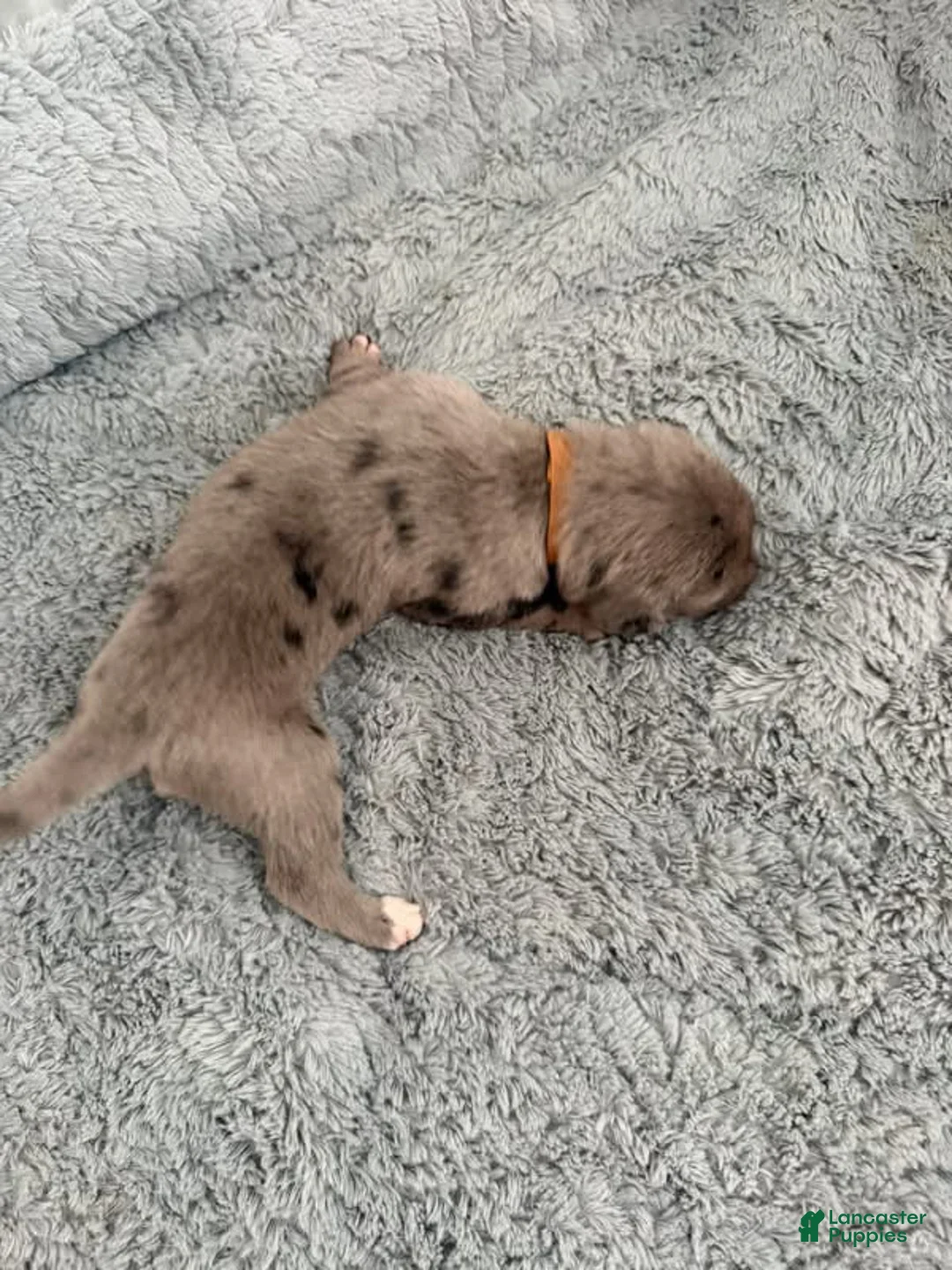 Mixed Breed dogs for sale: Brown  - Ad 2