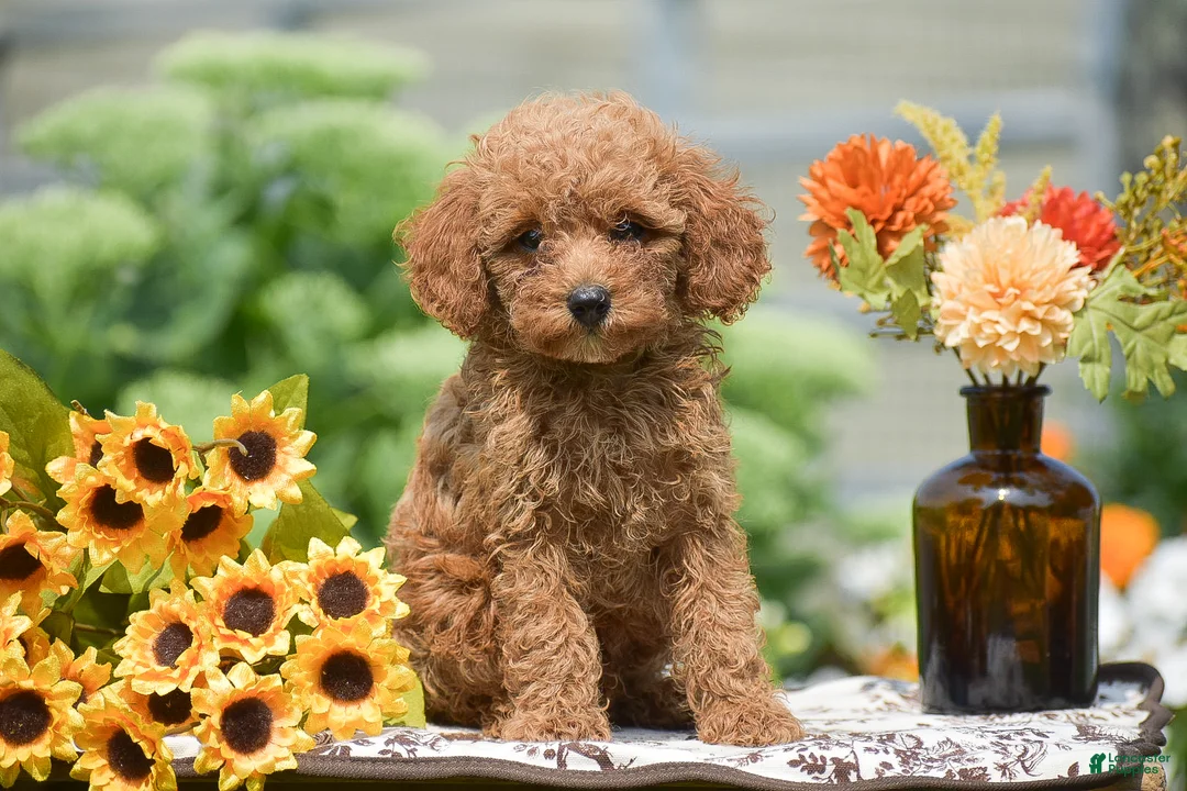 Toy Poodle dogs for sale: Anthony - Ad 1
