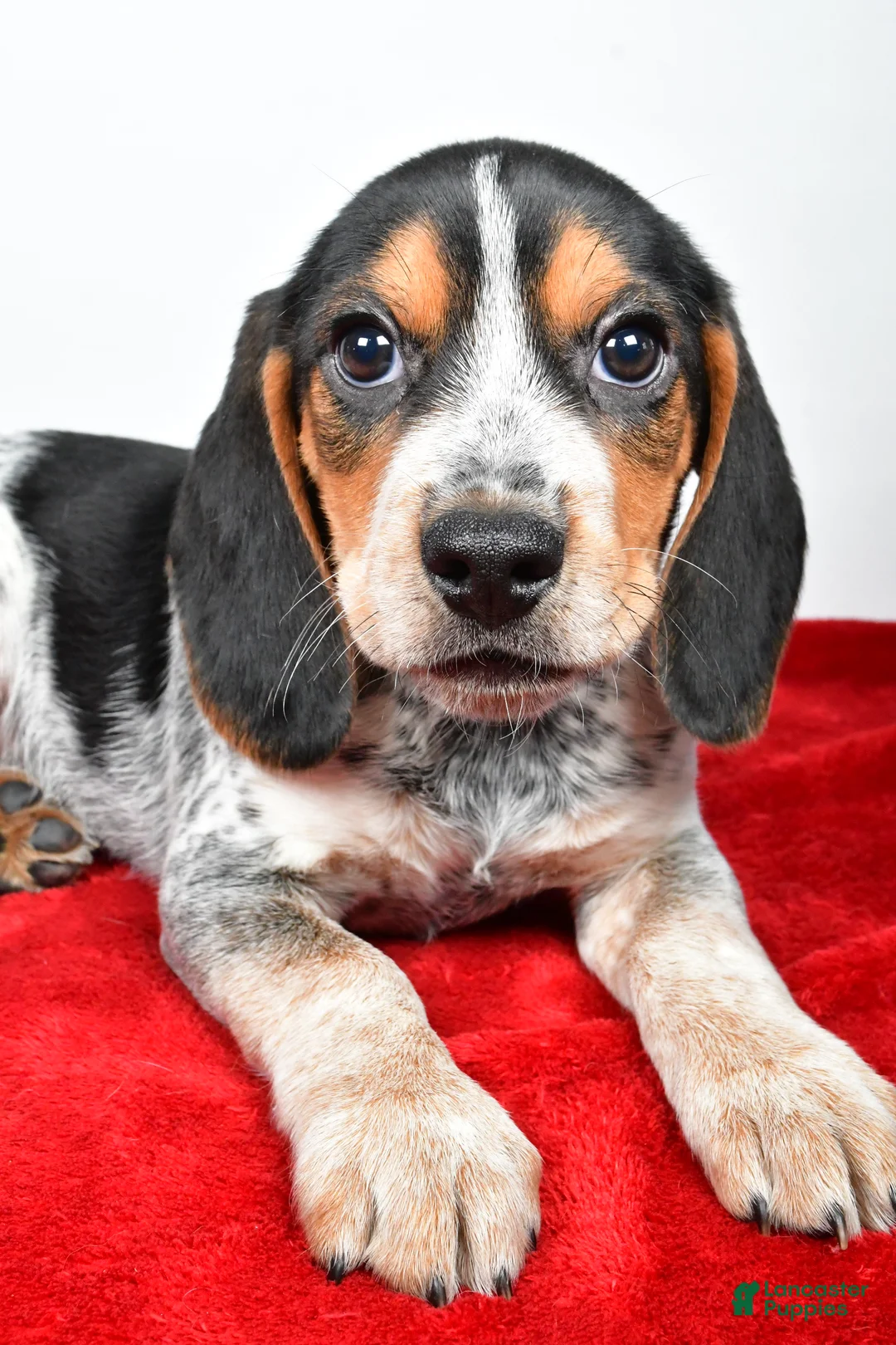 Beagle dogs for sale: Ronald - Ad 6