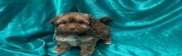 Havanese dogs for sale: Chandler - Ad 3