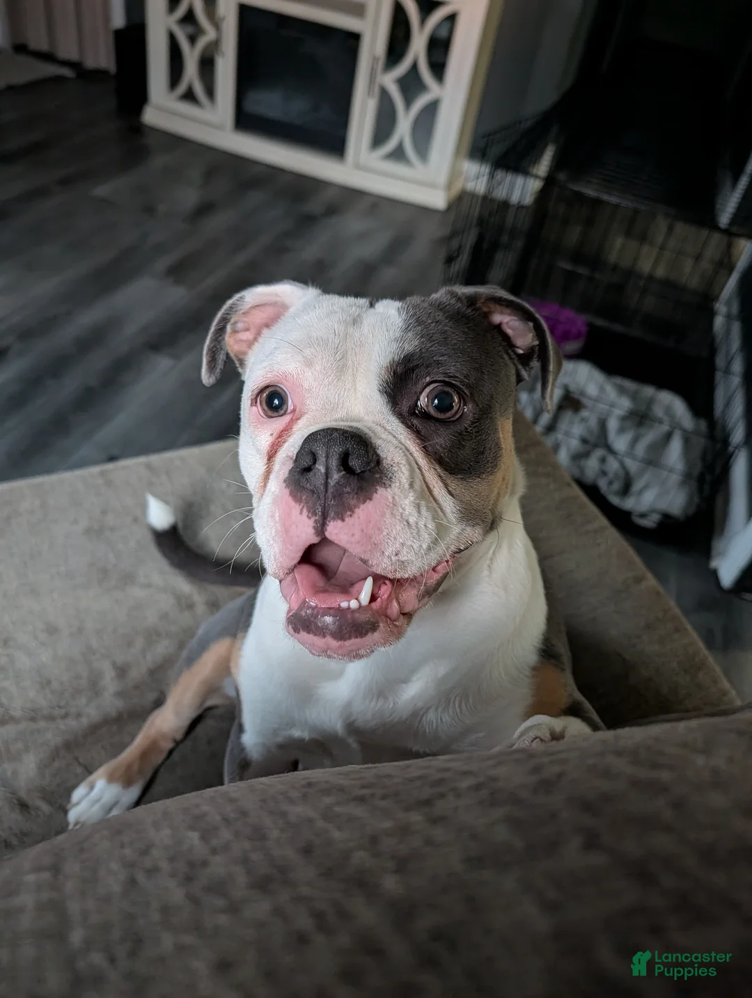 Olde English Bulldogge dogs for sale: Olde English Bulldogge Puppy 1-Nyx - Ad 2