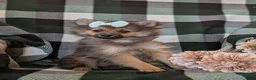 Pomeranian dogs for sale: Jennae - Ad 2