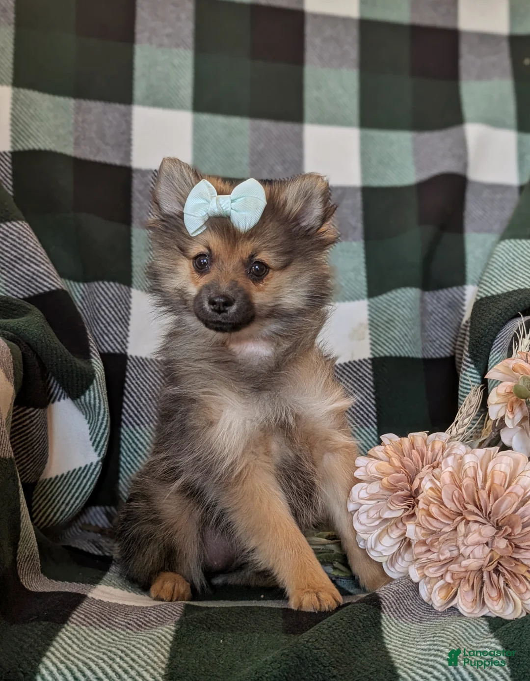 Pomeranian dogs for sale: Jennae - Ad 2