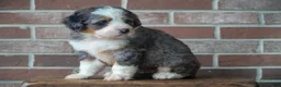 Bernedoodle dogs for sale: Sparkle - Ad 2
