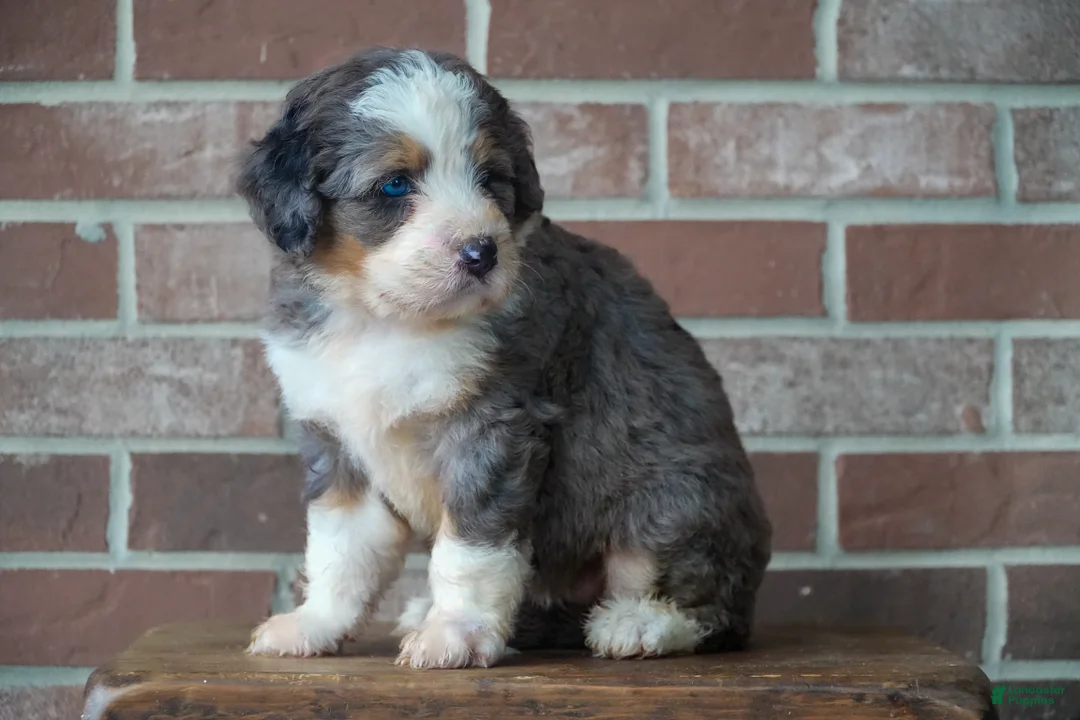 Bernedoodle dogs for sale: Sparkle - Ad 2