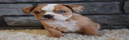 Mixed Breed dogs for sale: Bonnie  - Ad 6