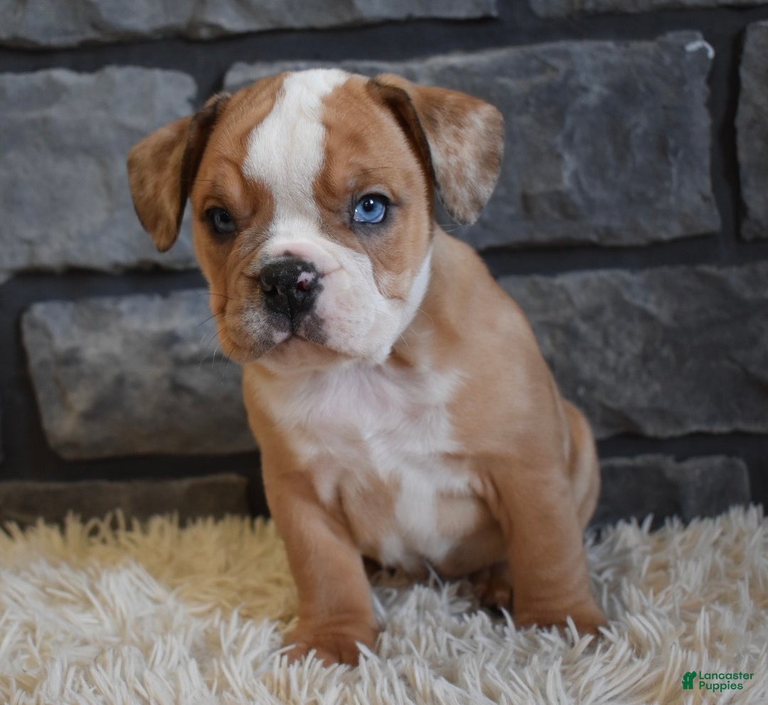 Mixed Breed dogs for sale: Bonnie  - Ad 6