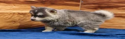 Pomsky dogs for sale: Frosty - Ad 5