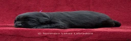 Labrador Retriever dogs for sale: Navy - Ad 4