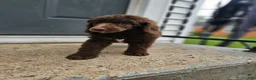 Standard Poodle dogs for sale: Michael Scott - Ad 3
