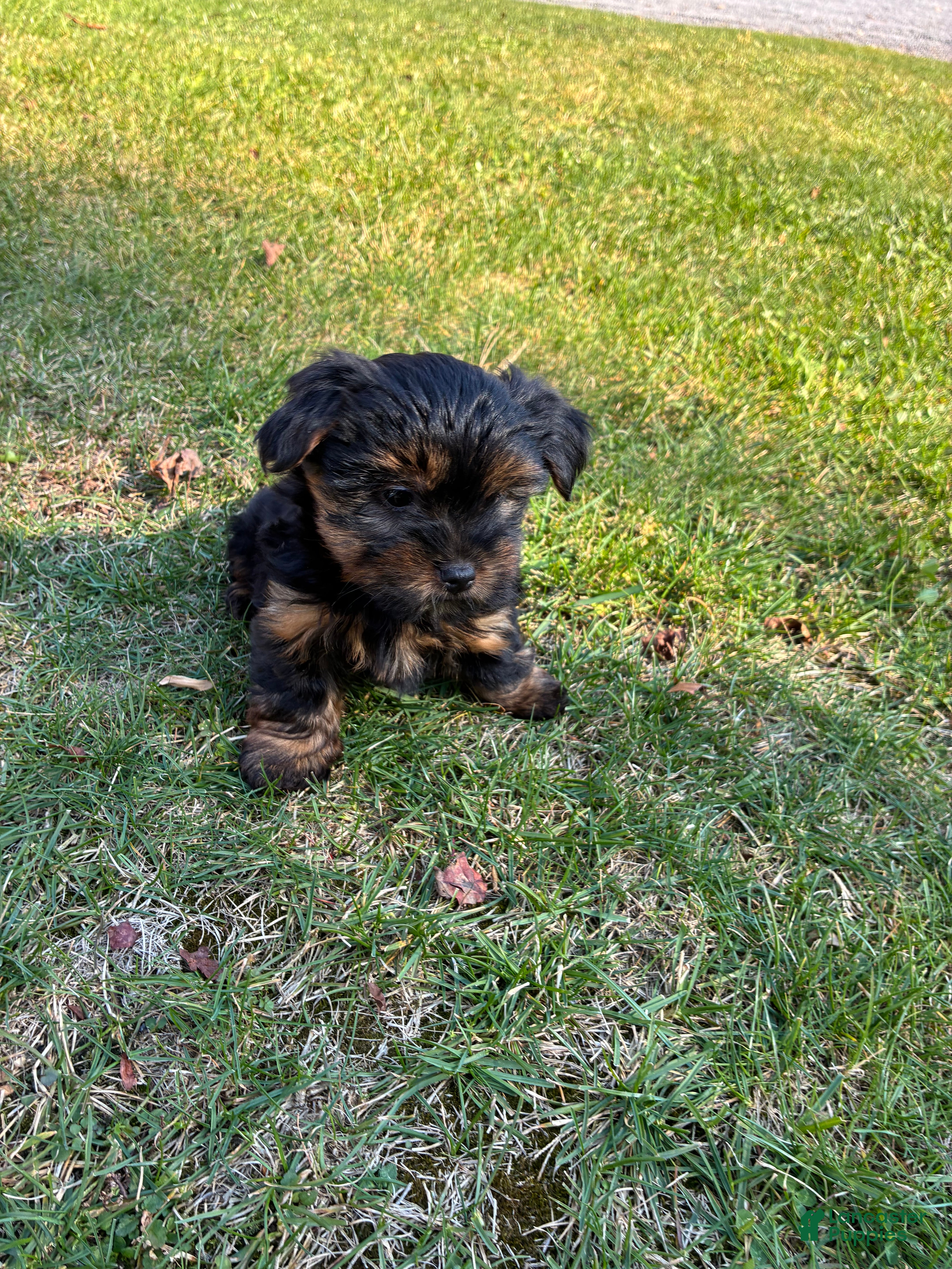 Yorkshire Terrier dogs for sale: Sky - Ad 2