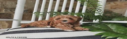 Cavapoo dogs for sale: Leo - Ad 5