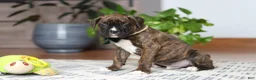 Boxer dogs for sale: Bear - Ad 4