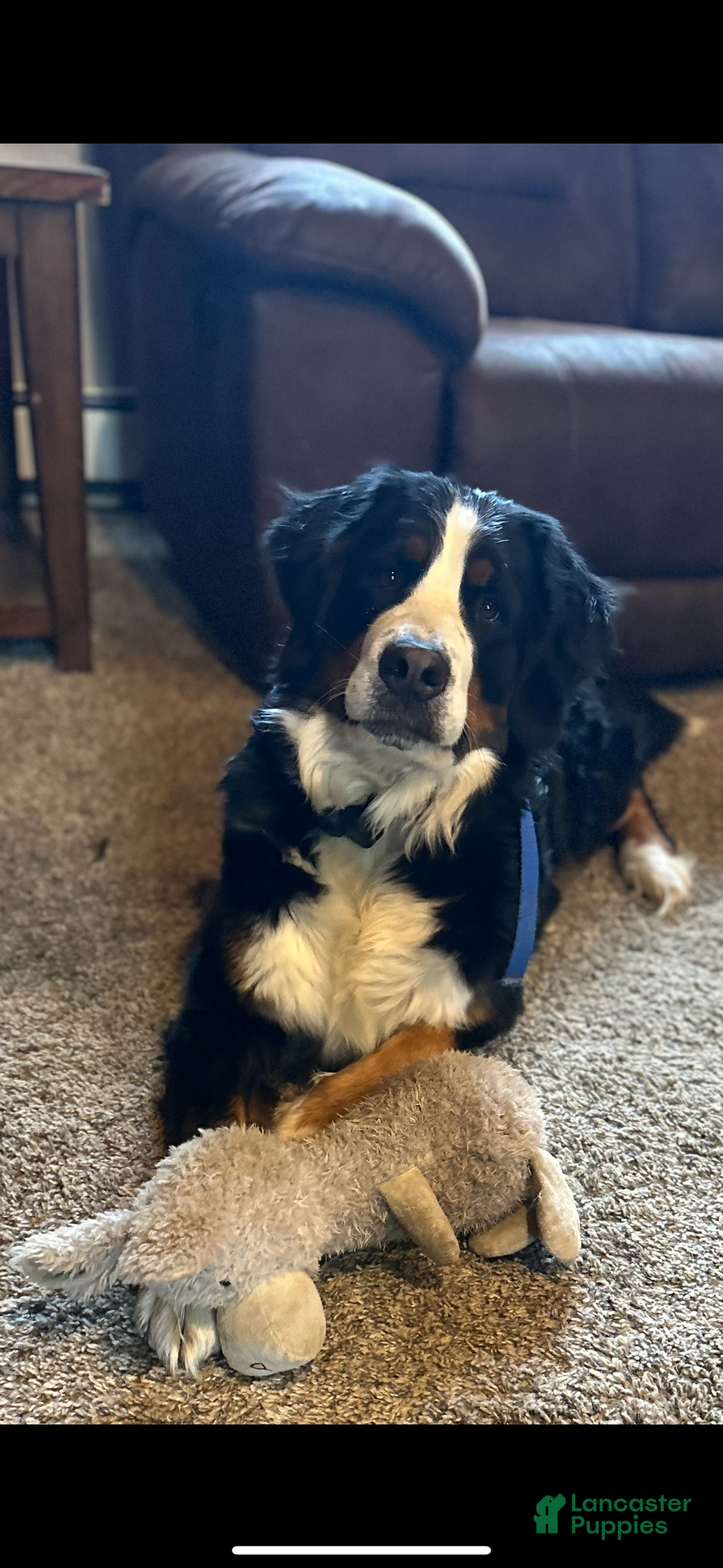 Bernese Mountain Dog dogs for sale: Holly - Ad 3