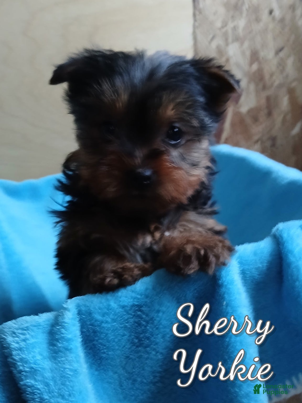 Yorkshire Terrier dogs Sherry - Ad 40