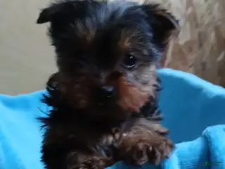 Yorkshire Terrier dogs Sherry - Ad 5
