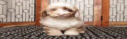 Miniature Poodle dogs for sale: Jil - Ad 2