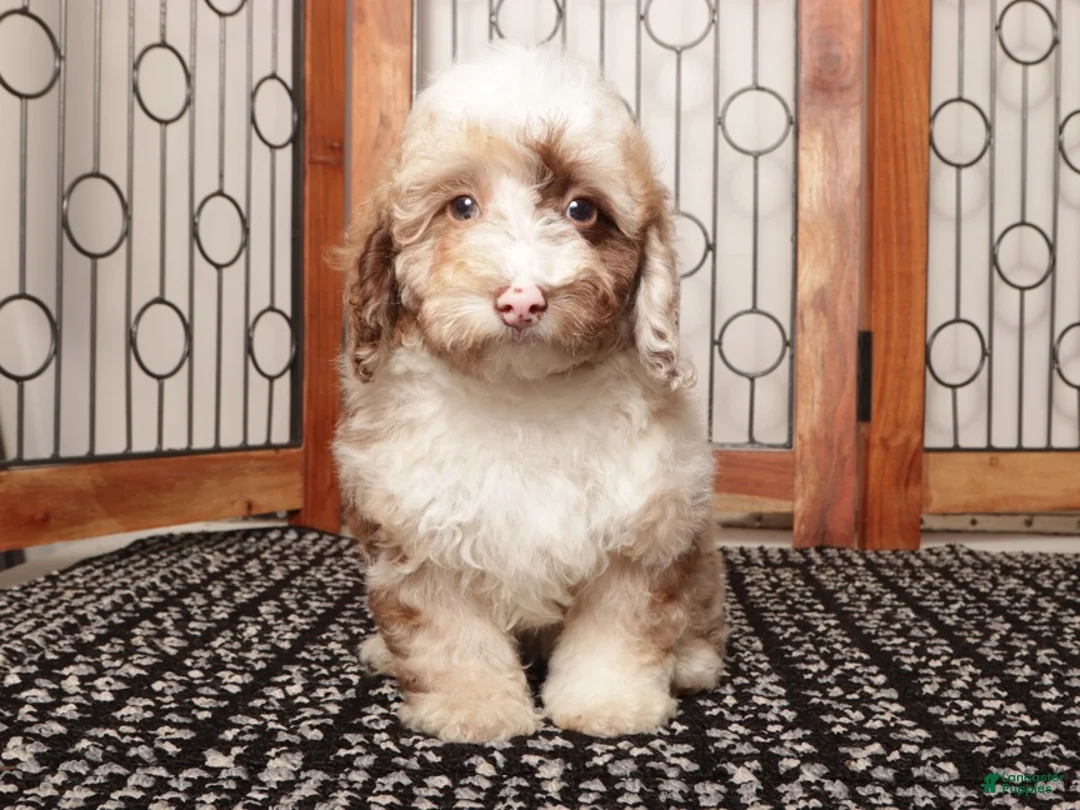 Miniature Poodle dogs for sale: Jil - Ad 2