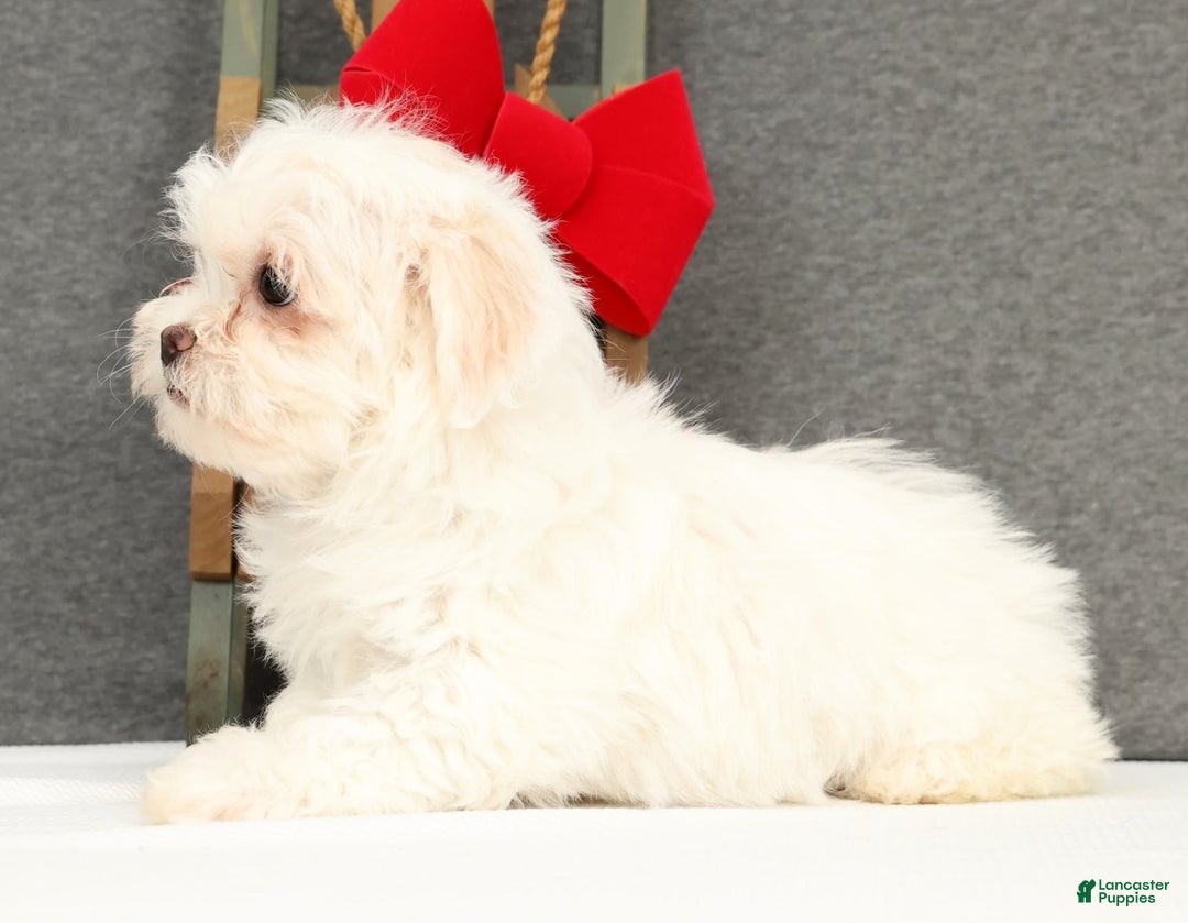 Teddy Bear dogs for sale: Faith - Ad 3