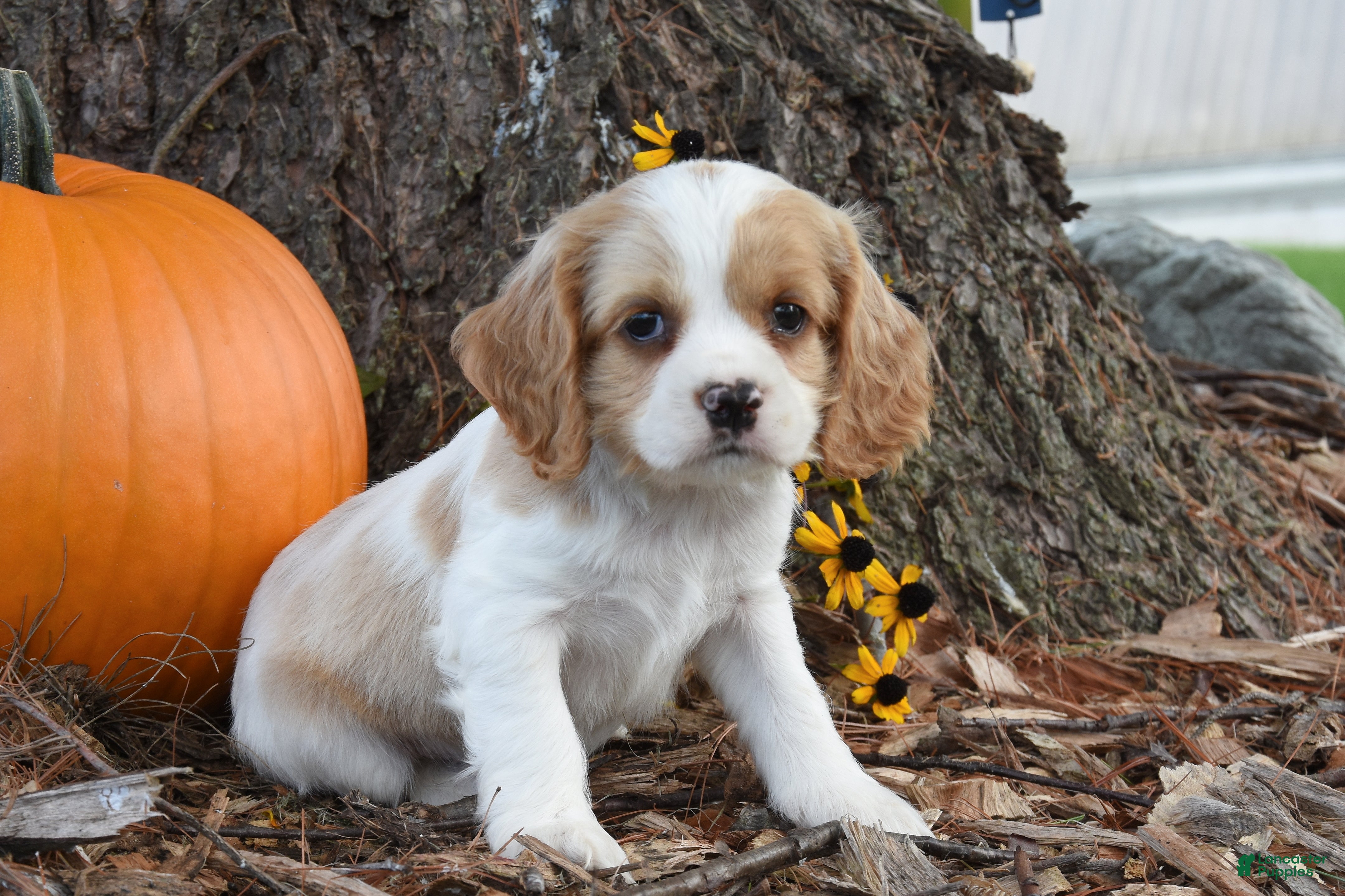 Cocker Spaniel dogs Mike - Ad 1
