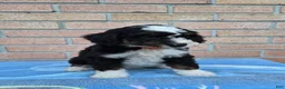 Mini Bernedoodle dogs for sale: Thunder - Ad 3
