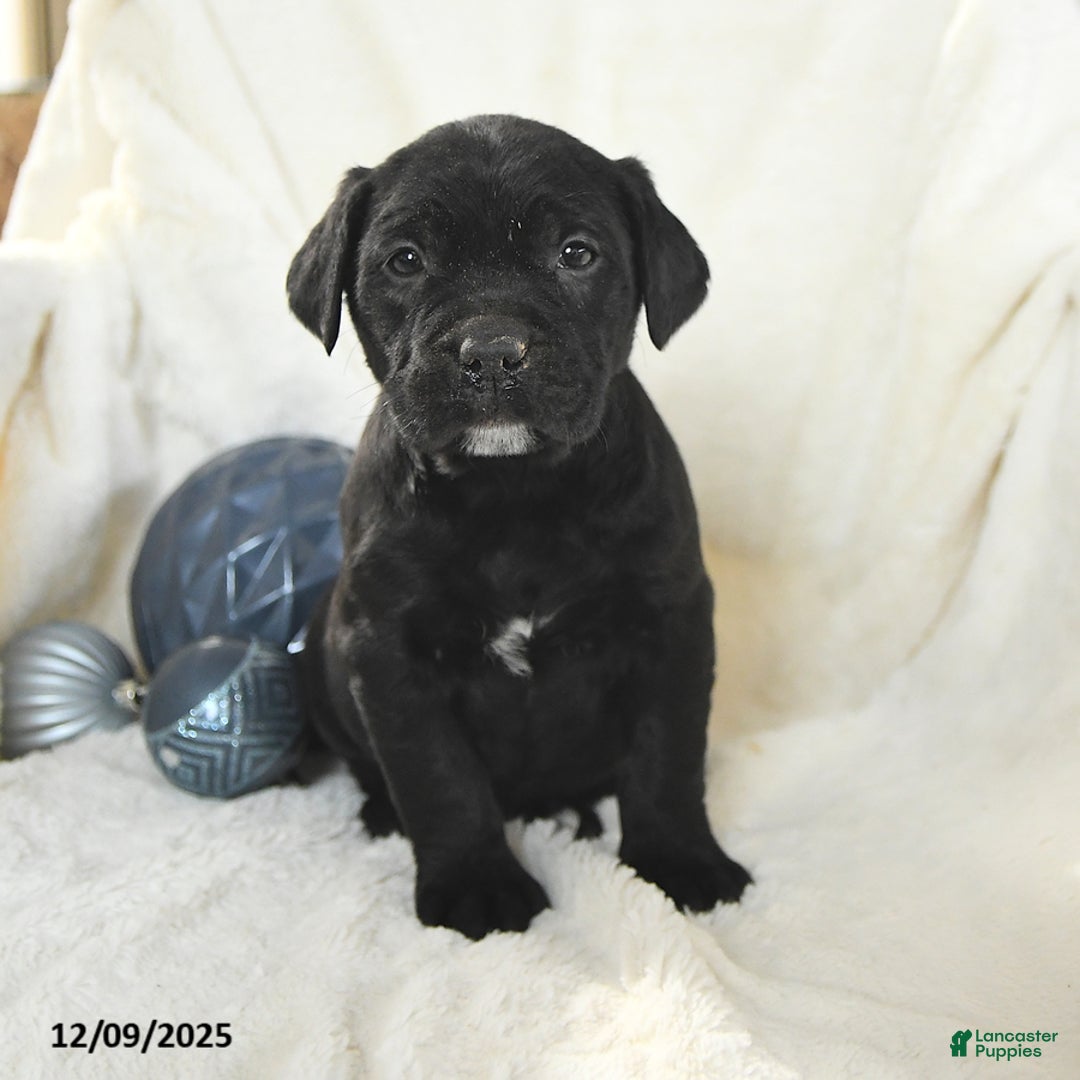 Mixed Breed dogs for sale: Mickey - Ad 3