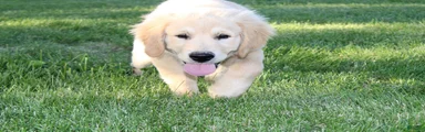Bobby the TRAINED Golden Retriever Puppy 