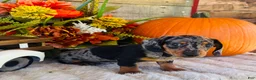 Miniature Dachshund dogs for sale: Tarzan  - Ad 8