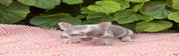 French Bulldog dogs for sale: Aspen - Ad 5