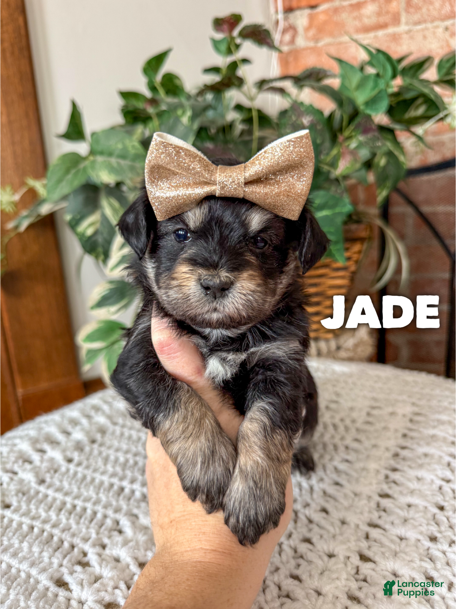 Mixed Breed dogs Jade - Ad 13