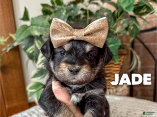 Mixed Breed dogs Jade - Ad 7
