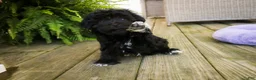 Havanese dogs for sale: Maltilda Havanese - Ad 5