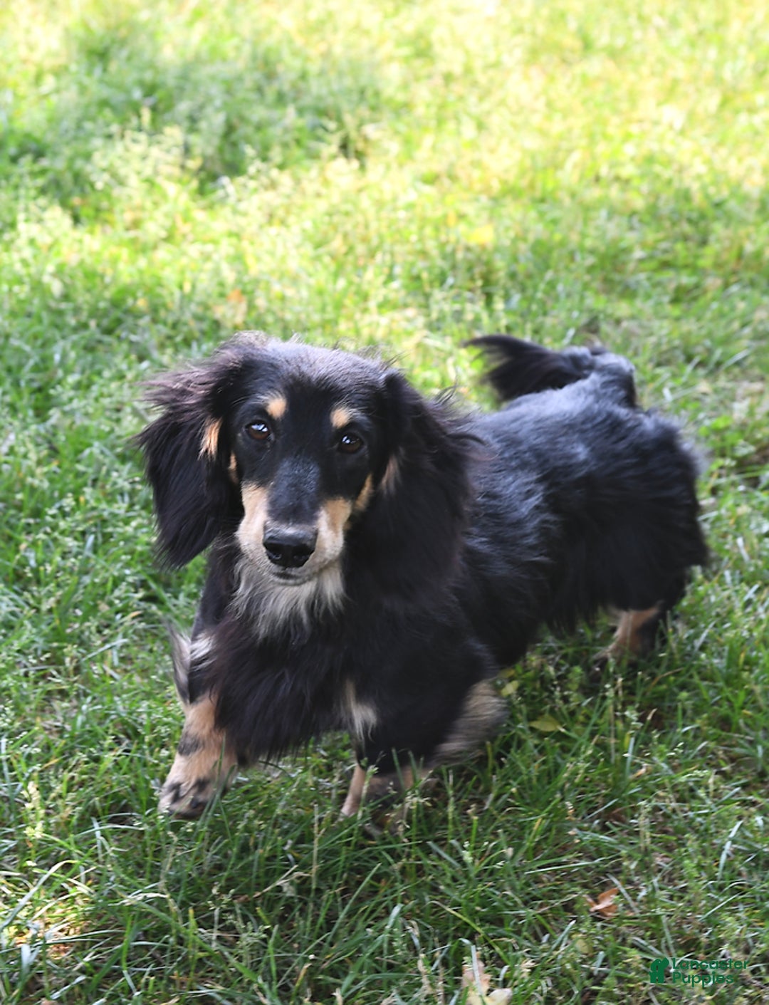 Miniature Dachshund dogs for sale: Fredrick - Ad 23