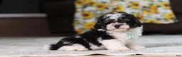 Miniature Poodle dogs for sale: Dawson (AKC) - Ad 6