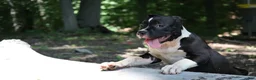 American Bully dogs for sale: Jet - Ad 3