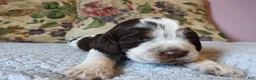 English Springer Spaniel dogs for sale: Amy - Ad 11