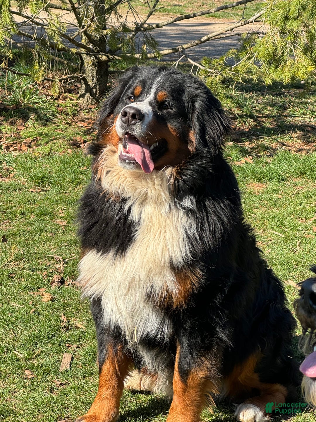 Gallery Image {{count}}