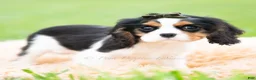 Cavalier King Charles Spaniel dogs for sale: Charles - Ad 4