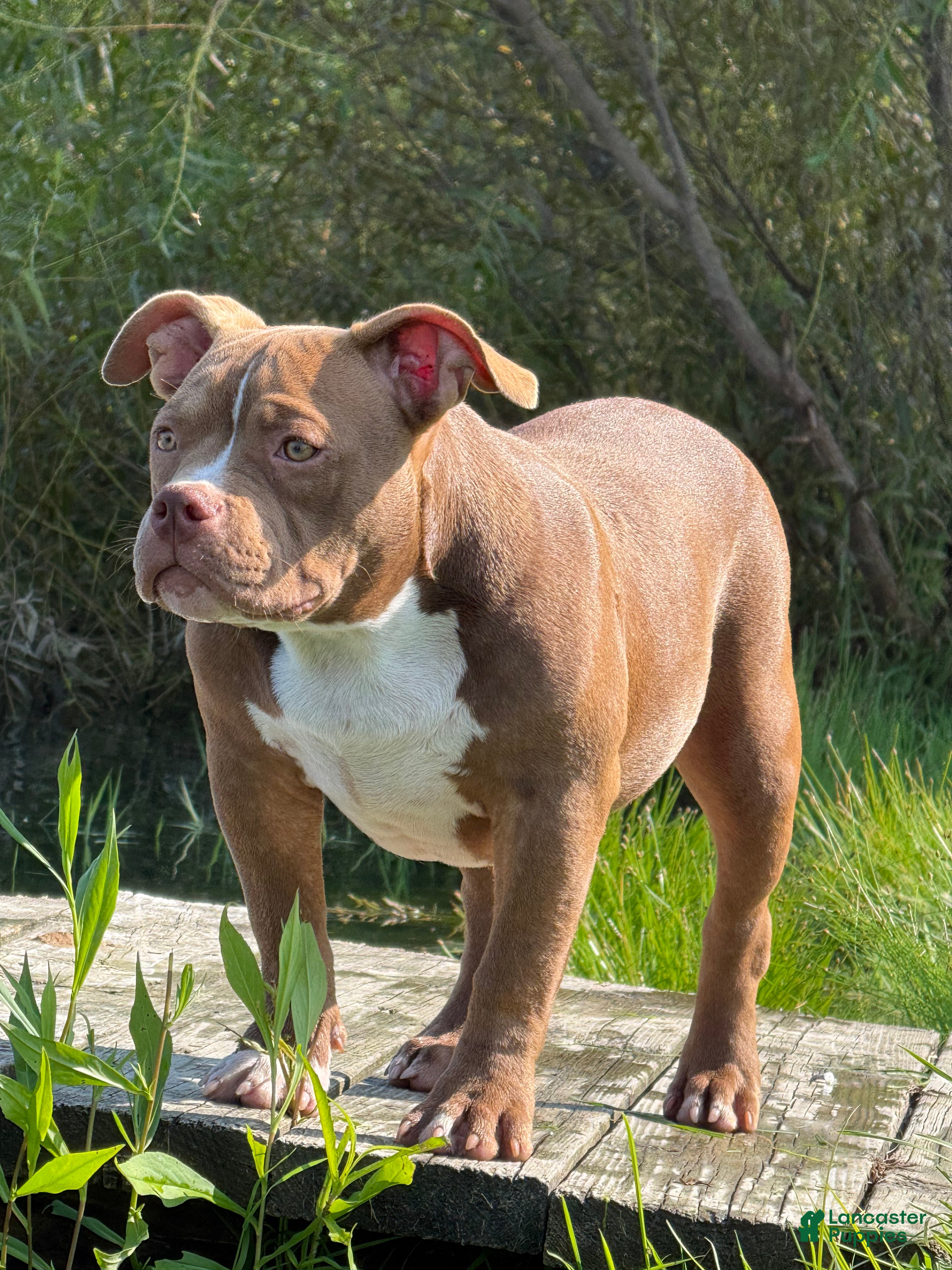 American Bully dogs Chocolate Rocket  - Ad 1