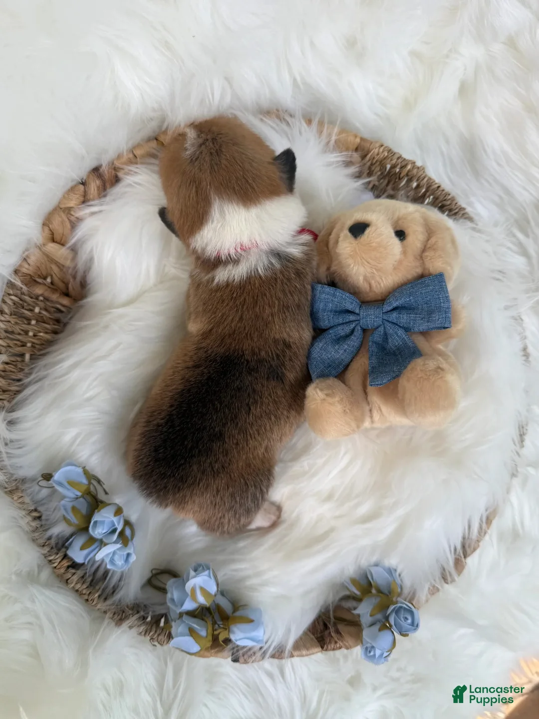 Welsh Corgi Pembroke dogs for sale: Dino - Ad 12