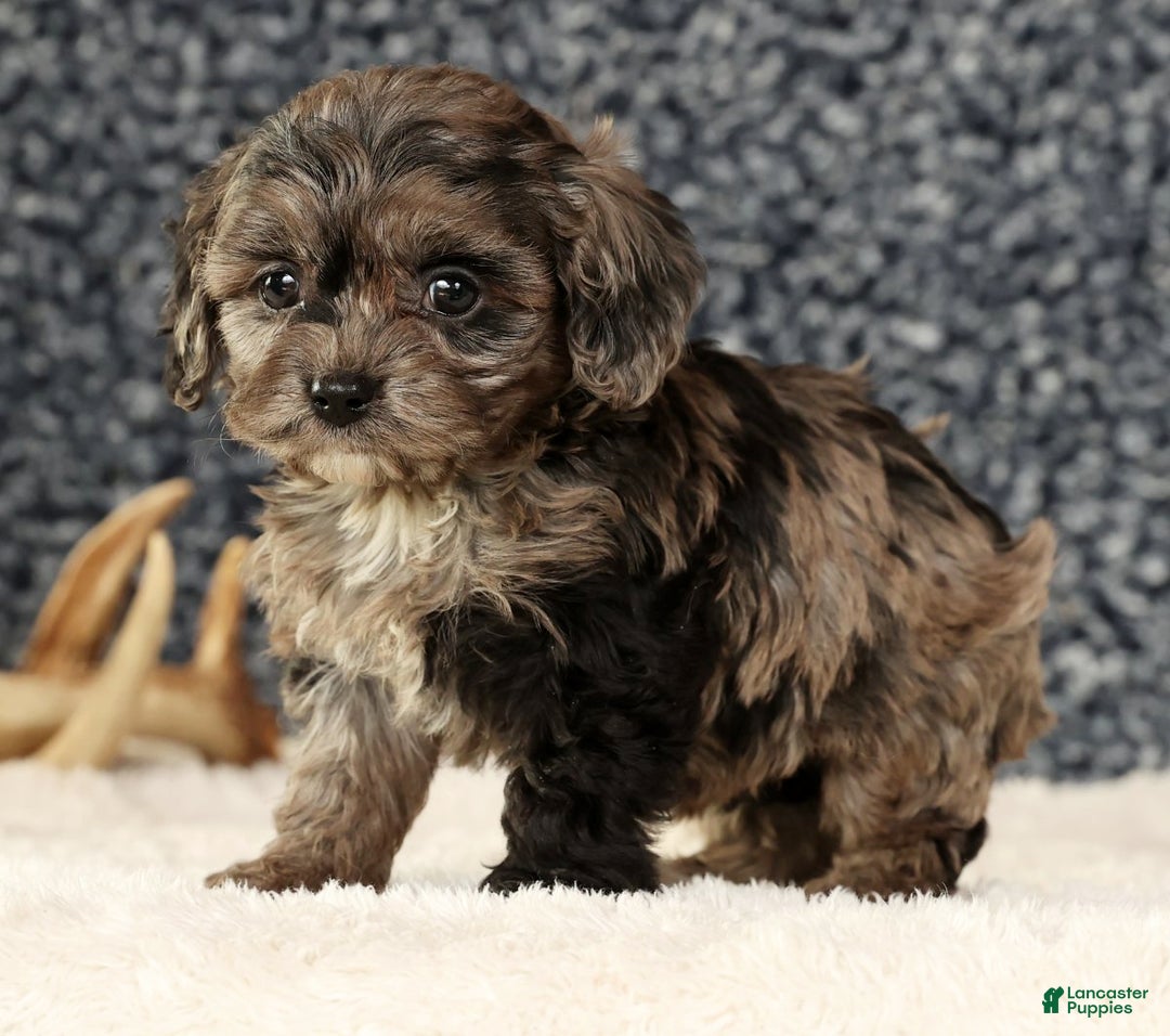 Cavapoo dogs for sale: Bella - Ad 7