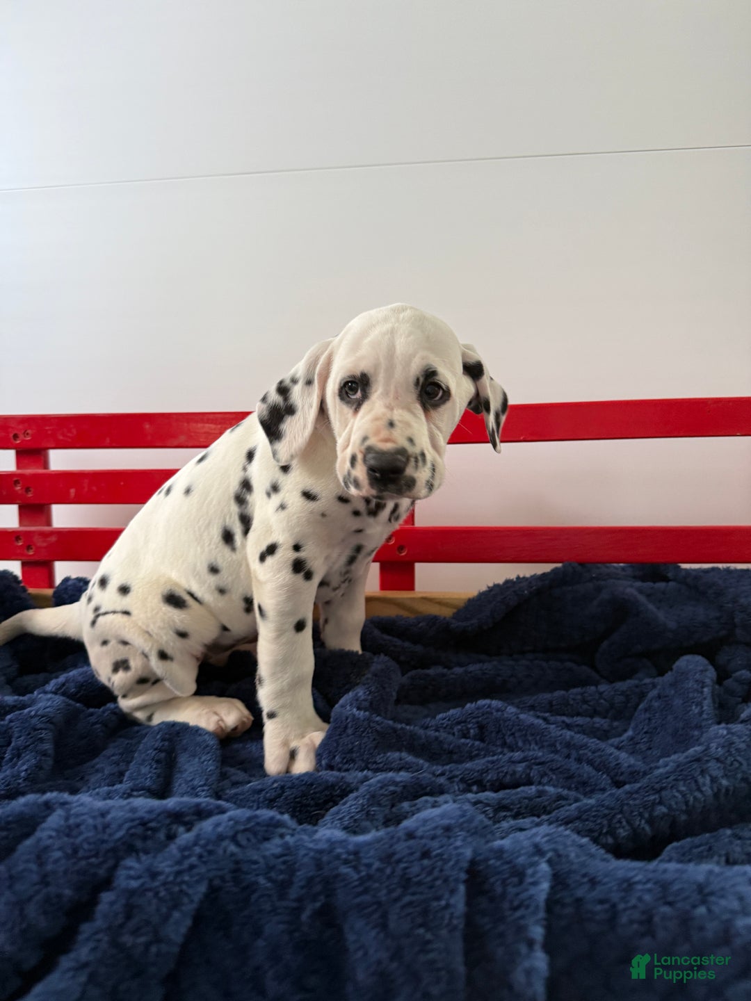 Dalmatian dogs for sale: Trinity - Ad 13