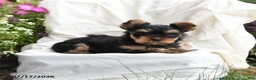 Yorkshire Terrier dogs for sale: Murphy - Ad 2