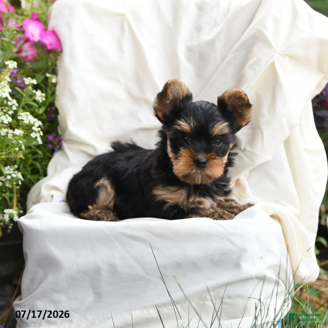 Yorkshire Terrier dogs for sale: Murphy - Ad 2