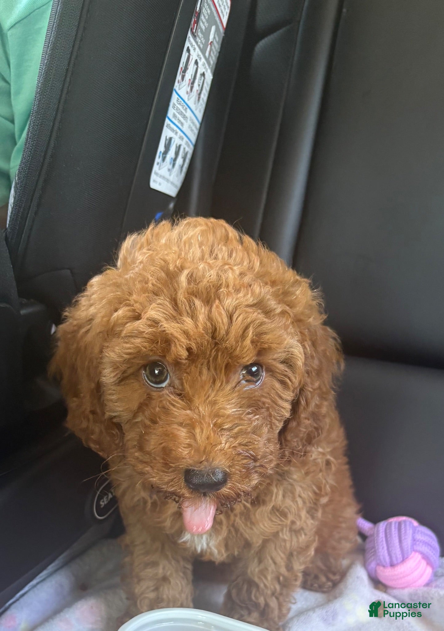 Goldendoodle dogs Goldendoodle 1 - Ad 35