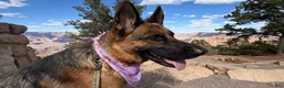 German Shepherd dogs for sale: pink - Ad 7