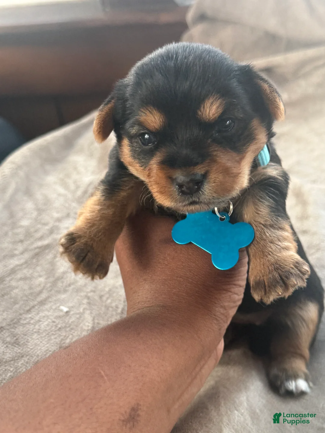 Yorkshire Terrier dogs for sale: Paris - Ad 1