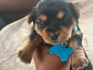 Yorkshire Terrier dogs Paris - Ad 7